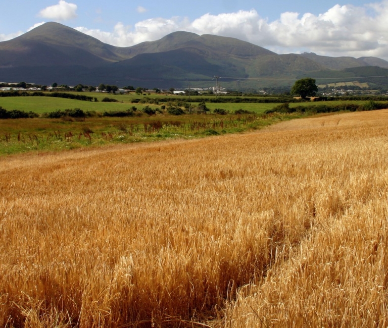 TeleSense kvalitetssikrer 50.000 ton kornlager i Irland